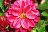 UK, LONDON, Brent, Barham Park, red Dahlia flower, UK10855JPL