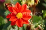 UK, LONDON, Brent, Barham Park, red Dahlia flower, UK3951JPL
