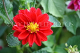 UK, LONDON, Brent, Barham Park, red Dahlia flower, UK3953JPL