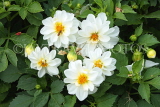 UK, LONDON, Brent, Barham Park, white Dahlia flowers, UK10829JPL