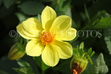 UK, LONDON, Brent, Barham Park, yellow Dahlia flower, UK3956JPL