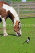 UK, LONDON, Docklands, Mudchute Park and Farm, Horse grazing, and Magpie, UK23531JPL
