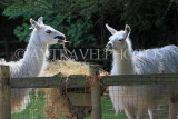 UK, LONDON, Docklands, Mudchute Park and Farm, Llamas feeding, UK23524JPL