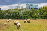 UK, LONDON, Docklands, Mudchute Park and Farm, grazing sheep and Canary Wharf skyline, UK10928JPL