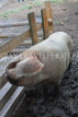 UK, LONDON, Docklands, Mudchute Park and Farm, pig in a pen, UK10955JPL