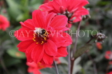 UK, LONDON, Greenwich, Greenwich Park, red Dahlia flower and bee, UK10980JPL