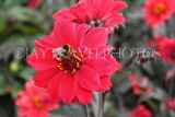 UK, LONDON, Greenwich, Greenwich Park, red Dahlia flower and bee, UK10983JPL