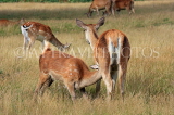 UK, LONDON, Hampton, Bushy Park, Deer, fawn feeding from doe, UK11384JPL
