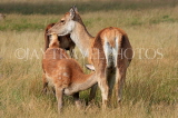 UK, LONDON, Hampton, Bushy Park, Deer, fawn feeding from doe, UK11386JPL