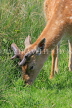 UK, LONDON, Hampton, Bushy Park, Deer grazing, UK21550JPL