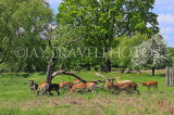 UK, LONDON, Hampton, Bushy Park, Deer grazing, scenery, UK21566JPL