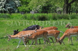 UK, LONDON, Hampton, Bushy Park, Deer grazing, scenery, UK21568JPL