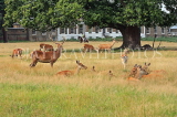 UK, LONDON, Hampton, Bushy Park, Deer herd, UK11456JPL