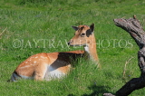 UK, LONDON, Hampton, Bushy Park, Deer resting, UK21493JPL
