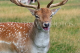 UK, LONDON, Hampton, Bushy Park, Fallow Deer, closeup, UK11393JPL