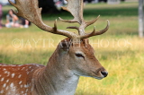 UK, LONDON, Hampton, Bushy Park, Fallow Deer, closeup, UK11394JPL