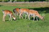 UK, LONDON, Hampton, Bushy Park, Fallow Deer grazing, UK21503JPL