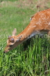 UK, LONDON, Hampton, Bushy Park, Fallow Deer grazing, UK21547JPL
