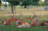 UK, LONDON, Hampton, Bushy Park, Fallow Deer herd resting, UK11390JPL