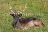 UK, LONDON, Hampton, Bushy Park, Fallow Deer resting, UK11321JPL
