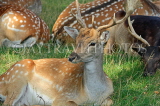 UK, LONDON, Hampton, Bushy Park, Fallow Deer resting, UK11395JPL