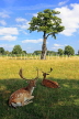 UK, LONDON, Hampton, Bushy Park, Fallow Deer resting in the shade, UK11446JPL