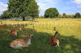 UK, LONDON, Hampton, Bushy Park, Fallow Deer resting in the shade, UK11449JPL