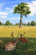 UK, LONDON, Hampton, Bushy Park, Fallow Deer resting in the shade, UK11450JPL