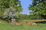 UK, LONDON, Hampton, Bushy Park, Fallow Deer roaming, scenery, UK21526JPL
