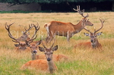 UK, LONDON, Hampton, Bushy Park, Red Deer herd, UK11256JPL
