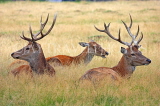 UK, LONDON, Hampton, Bushy Park, Red Deer resting, UK11243JPL