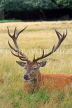 UK, LONDON, Hampton, Bushy Park, Red Deer resting, UK11244JPL