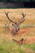 UK, LONDON, Hampton, Bushy Park, Red Deer resting, UK11462JPL