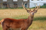 UK, LONDON, Hampton, Bushy Park, Red Deer stag, UK11250JPL