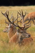 UK, LONDON, Hampton, Bushy Park, Red Deer stag resting, UK11261JPL