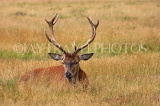 UK, LONDON, Hampton, Bushy Park, Red Deer stag resting, UK11382JPL