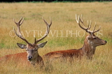 UK, LONDON, Hampton, Bushy Park, Red Deer stagd resting, UK11267JPL