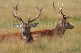 UK, LONDON, Hampton, Bushy Park, Red Deer stags resting, UK11269JPL