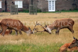 UK, LONDON, Hampton, Bushy Park, Red Deer with antlers locked, UK11458JPL