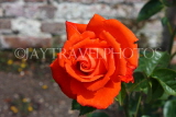 UK, LONDON, Hampton Court Palace, Rose Garden, deep orange rose, UK9981JPL
