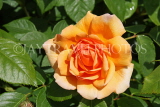 UK, LONDON, Hampton Court Palace, Rose Garden, orange rose, UK9984JPL
