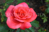 UK, LONDON, Hampton Court Palace, Rose Garden, pink rose, UK9977JPL
