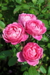 UK, LONDON, Hampton Court Palace, Rose Garden, pink roses, UK11408JPL