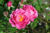 UK, LONDON, Hampton Court Palace, Rose Garden, pink roses, UK11409JPL