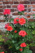 UK, LONDON, Hampton Court Palace, Rose Garden, red rose bush, UK9978JPL