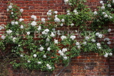 UK, LONDON, Hampton Court Palace, Rose Garden, white roses, UK9983JPL