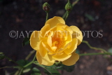 UK, LONDON, Hampton Court Palace, Rose Garden, yellow rose, UK11405JPL