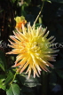 UK, LONDON, Holland Park, Napolian Garden, Dahlia flower, UK16436JPL