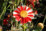 UK, LONDON, Holland Park, Napolian Garden, Dahlia flower, UK16439JPL