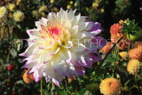 UK, LONDON, Holland Park, Napolian Garden, Dahlia flower, UK16473JPL